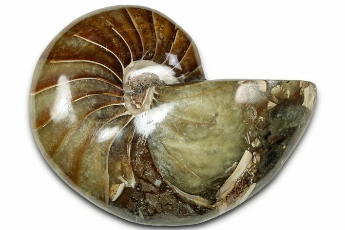 Polished Fossil Nautilus - Madagascar #328075
